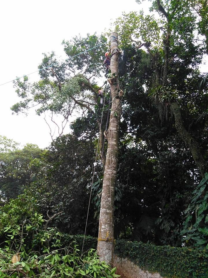 Poda de árvore — foto poda-arvore-04